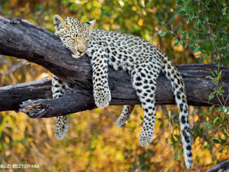 leopard in tree