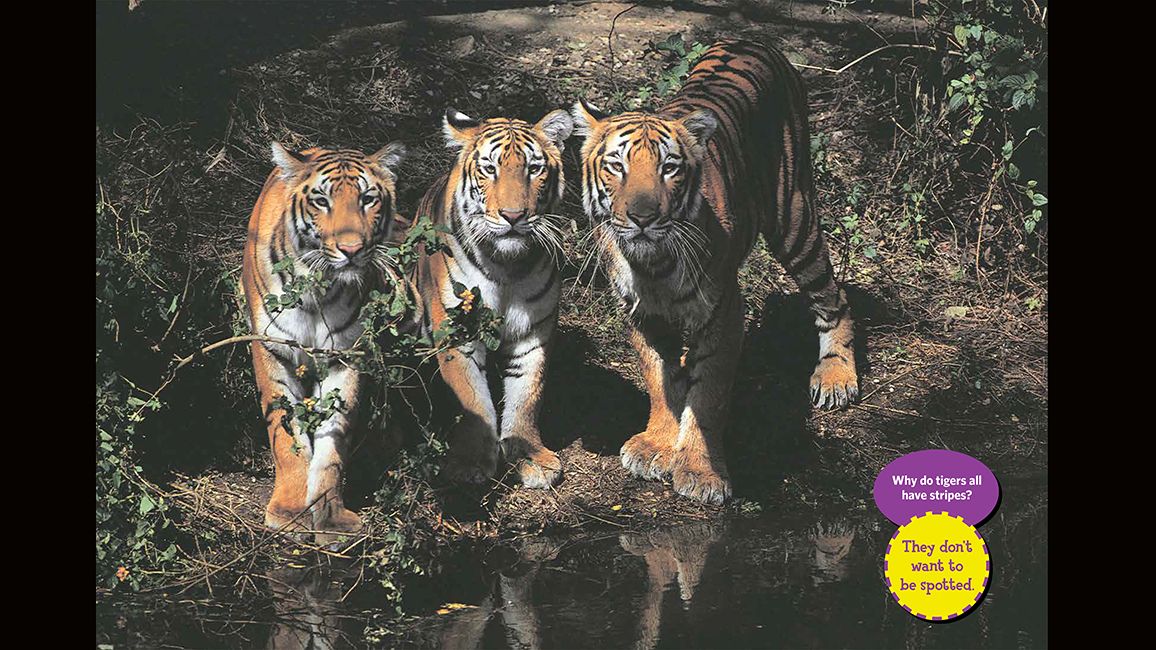 Zoobooks Tigers