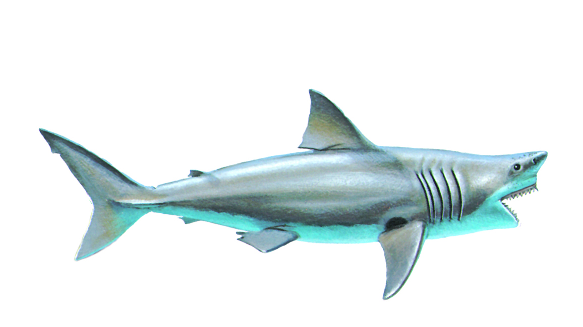 shark illustration