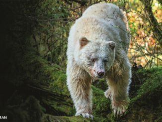 spirit bear