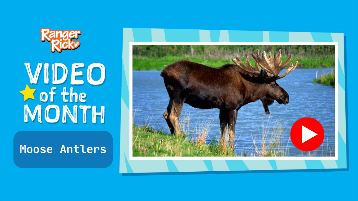 Video of the Month: How Heavy Are Moose Antlers?