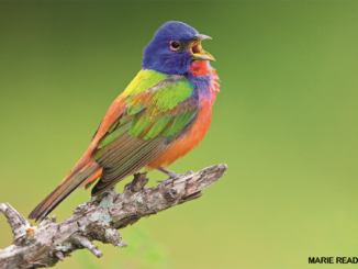 painted bunting