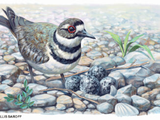 killdeer