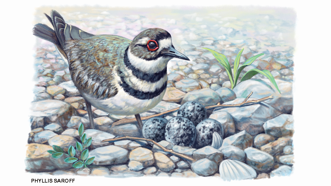 killdeer