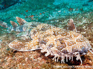 wobbegong
