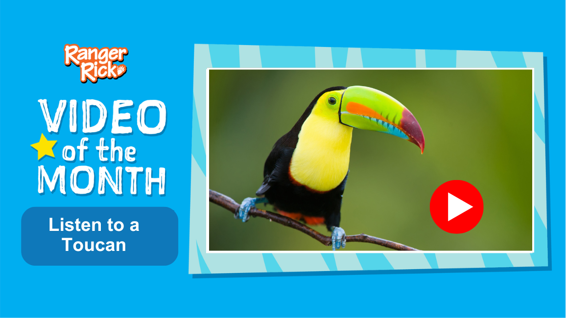 Video of the Month: Listen to a Toucan
