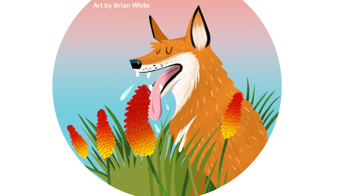 Ethiopian wolf art by Brian White
