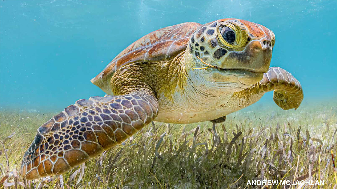 sea turtle
