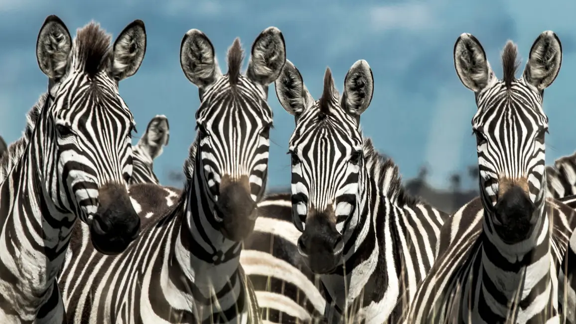zebras