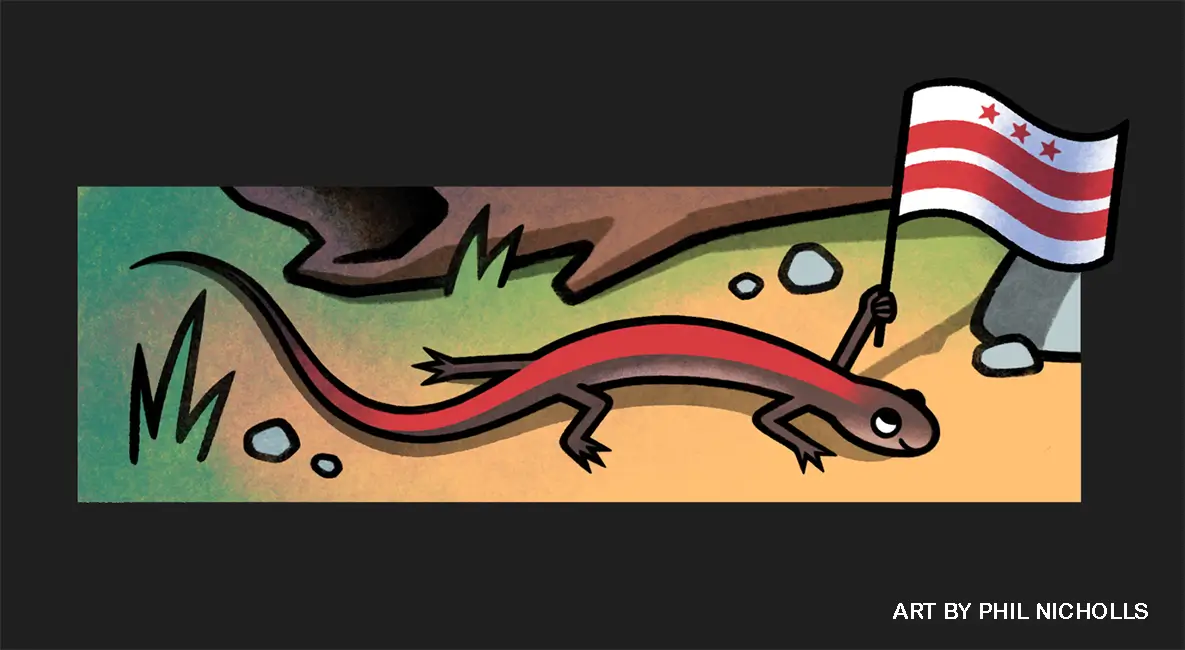 red-backed salamander