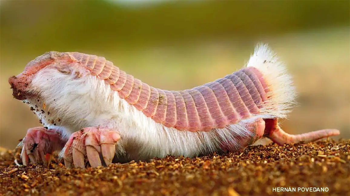 fairy armadillo