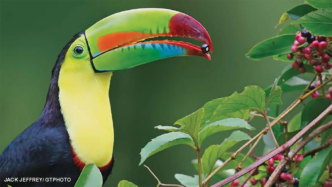 toucan