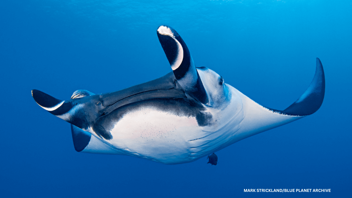 giant manta ray