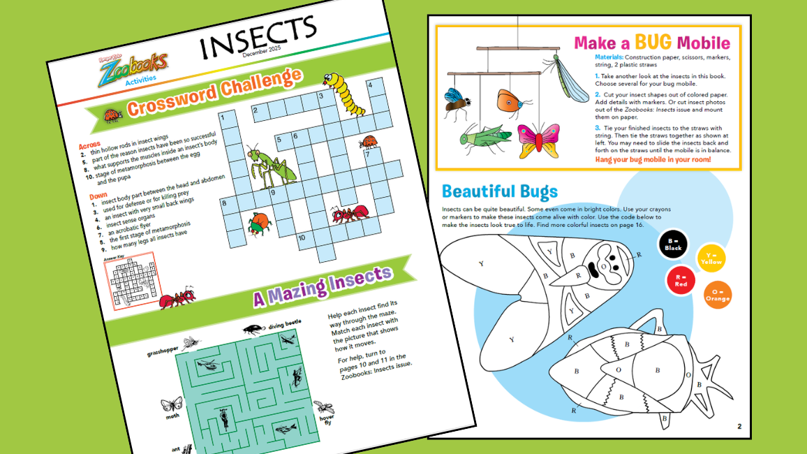 Zoobooks Insects Activities