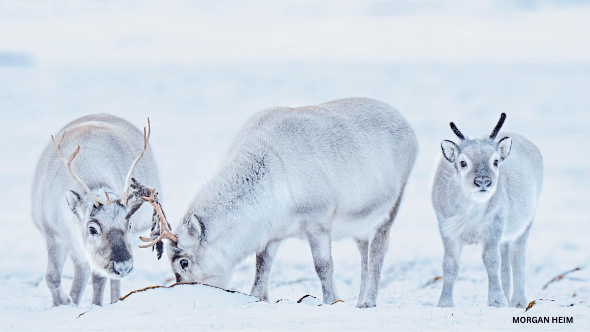 Svalbard reindeer