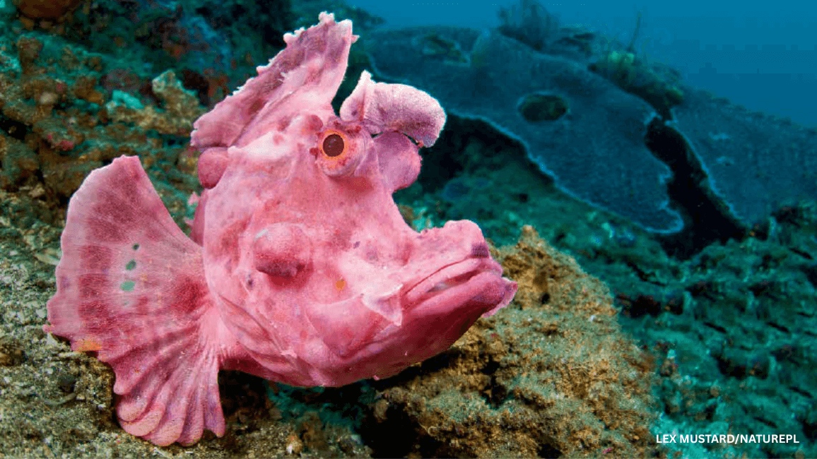scorpionfish