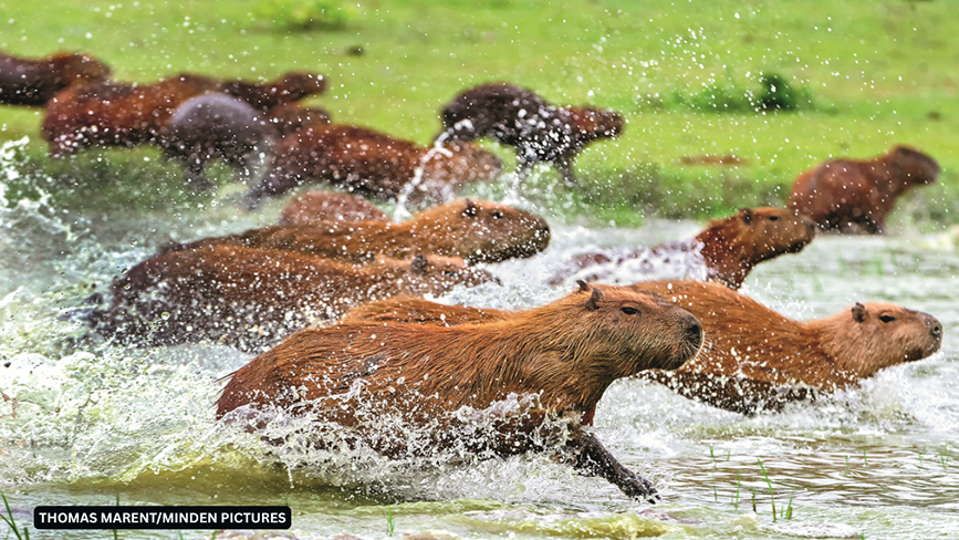 capybaras