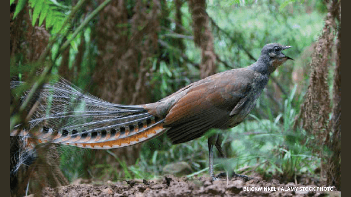 lyrebird
