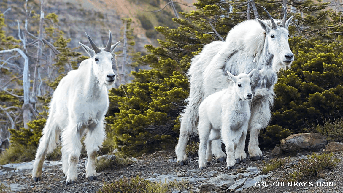 mountain goats