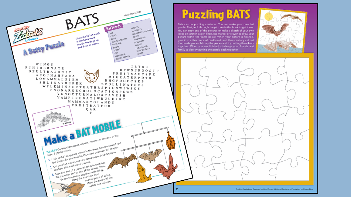 Zoobooks bats activities