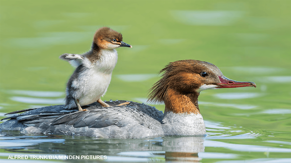 mergansers