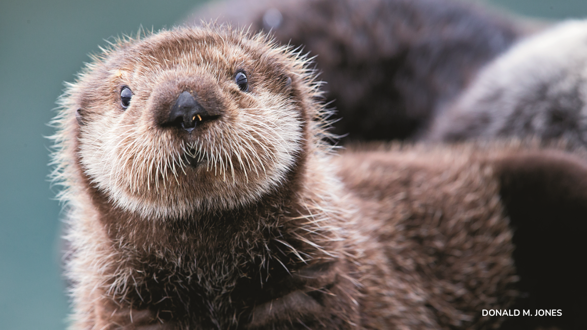 sea otter closeup