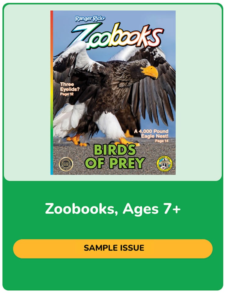 Zoobooks sample issue