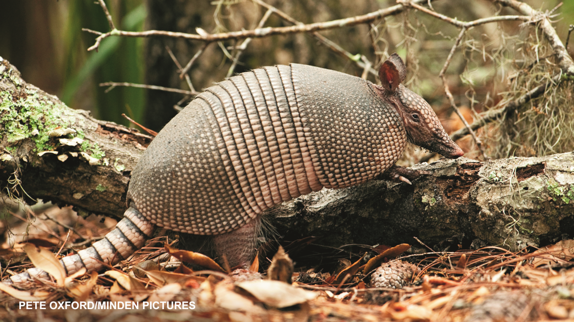 armadillo