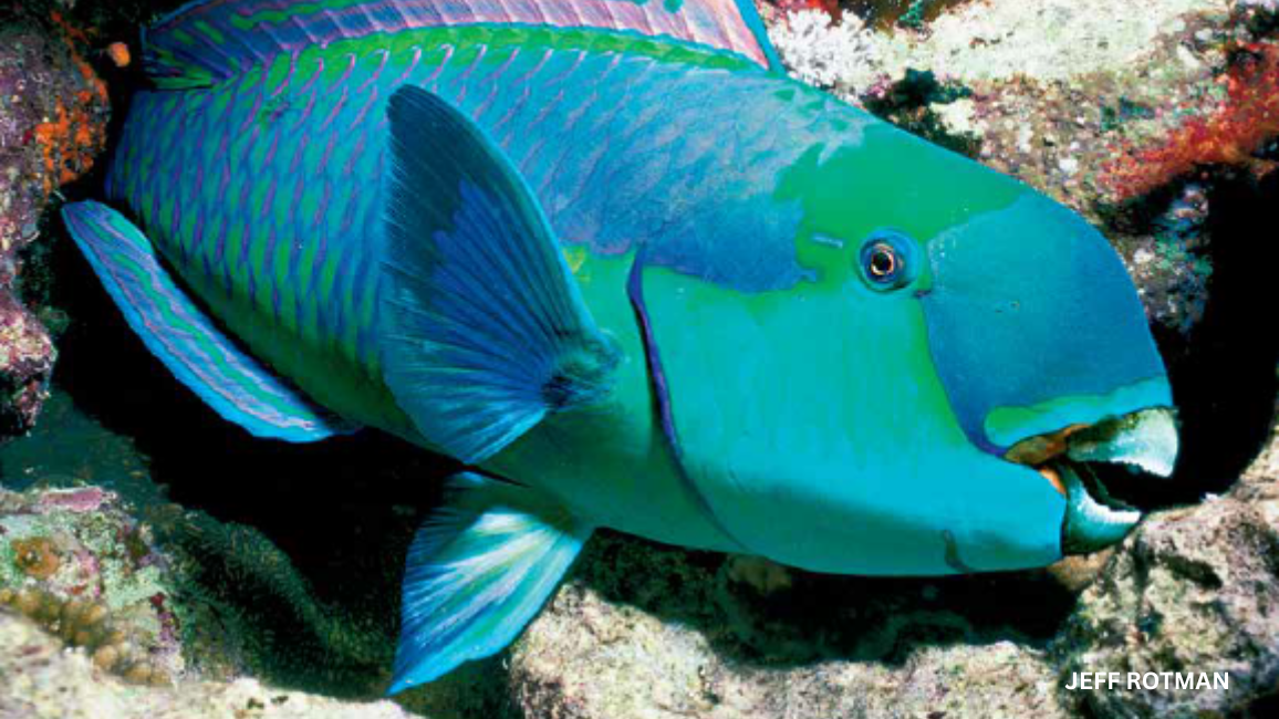 parrotfish