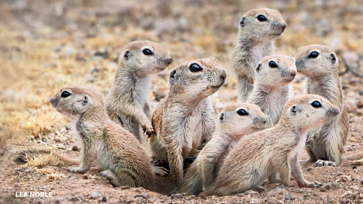 desert squirrels