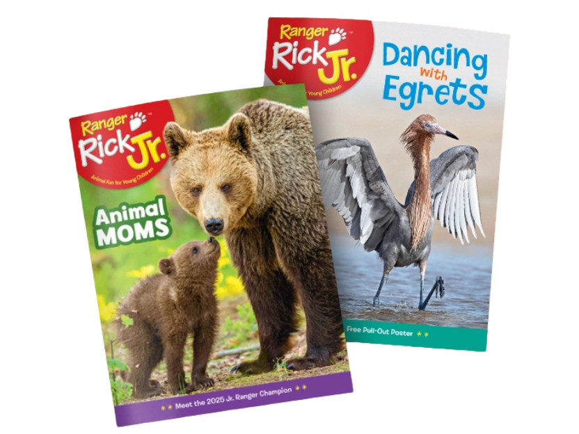 Ranger Rick Jr. magazine cover