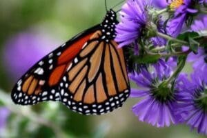 Mayors’ Monarch Pledge