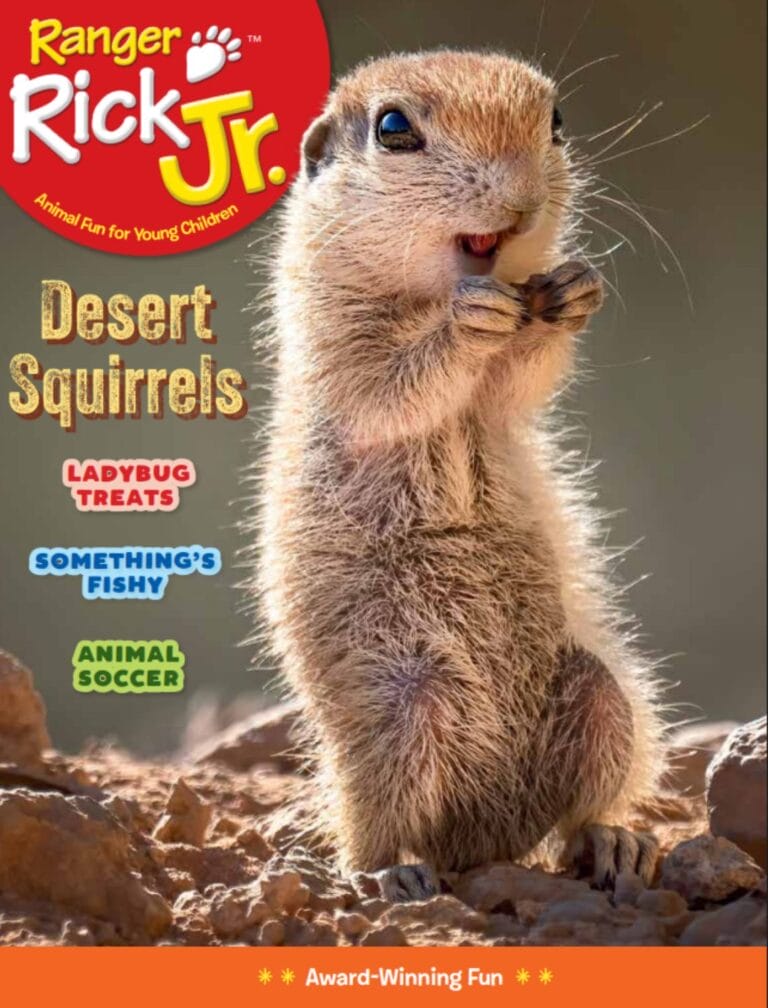 desert squirrel on the cover of Ranger Rick Jr. magazine