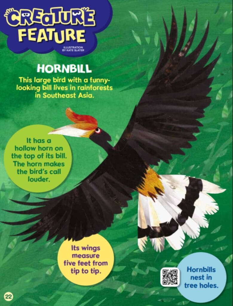 illustration of a hornbill with a green background
