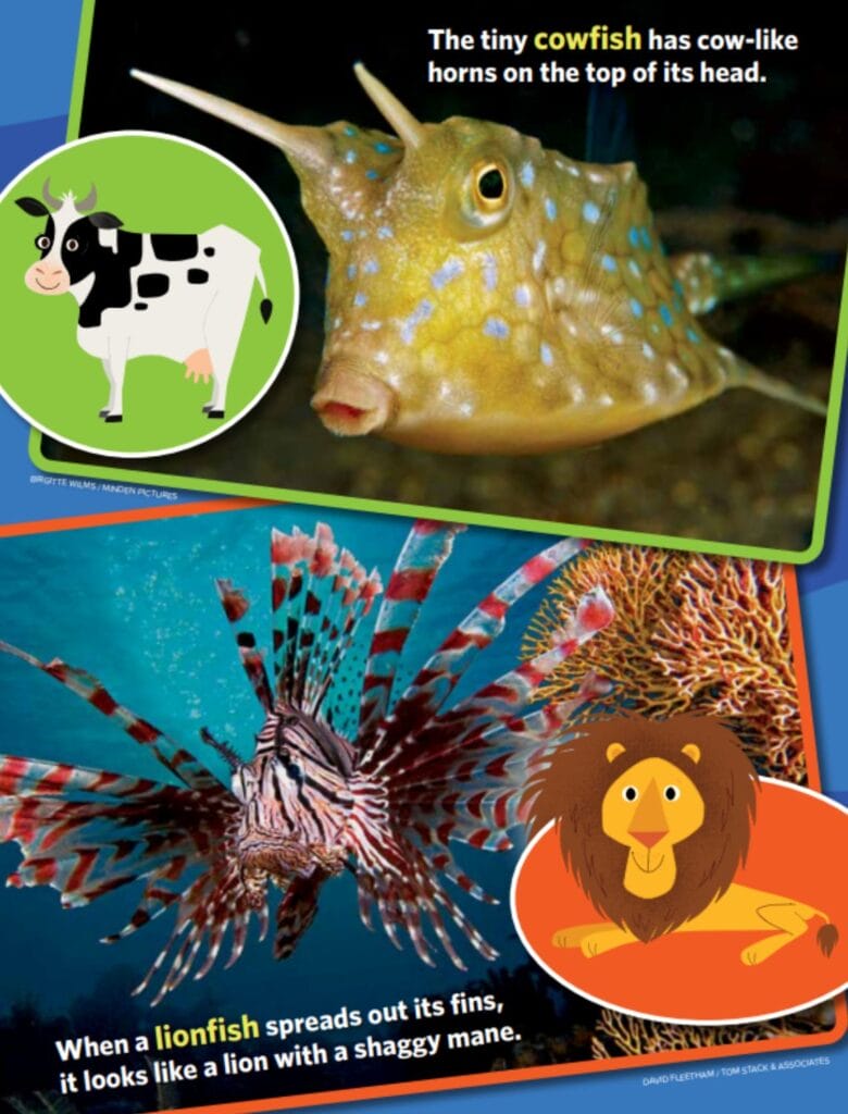 cowfish and lionfish