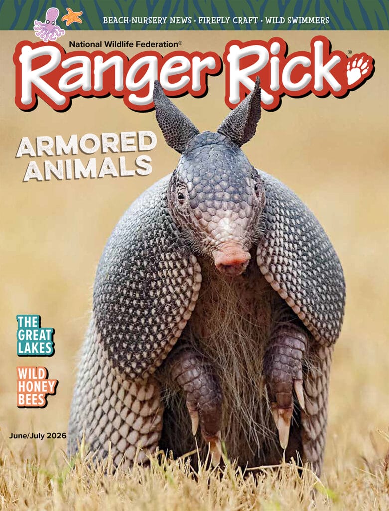 armadillo on the cover of Ranger Rick magazine