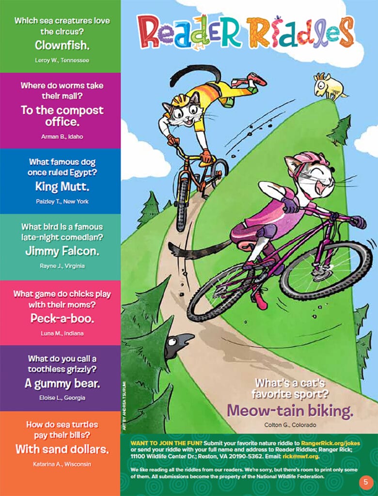 illustration of cats riding mountain bikes