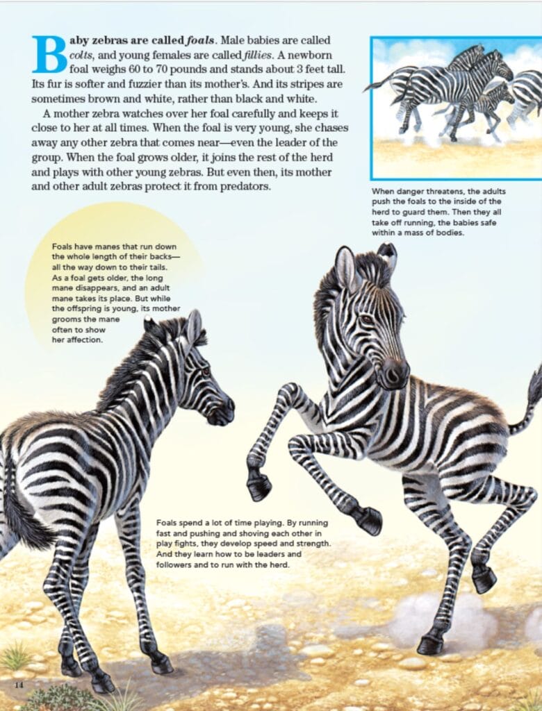 Two young zebra foals playfully rearing and kicking