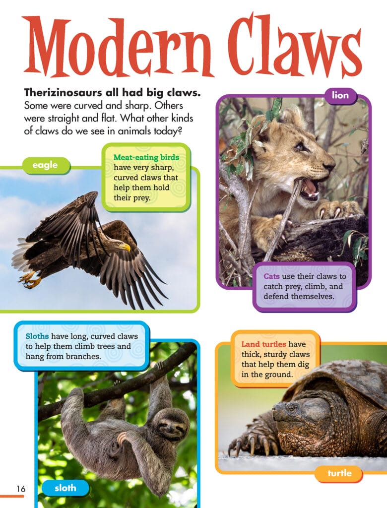 4 photos of animals with claws: eagle, lion, sloth, and turtle
